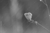 preview bw