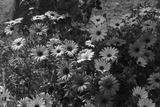 preview bw