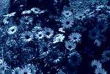 preview cold