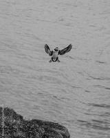 preview bw