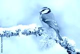 preview cold