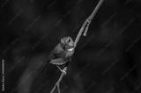 preview bw