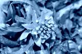 preview cold
