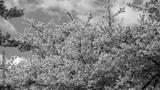 preview bw