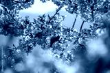 preview cold