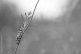 preview bw