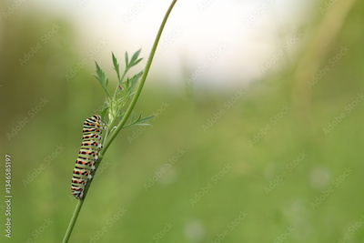 image to crop