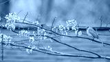 preview cold