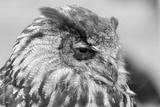 preview bw