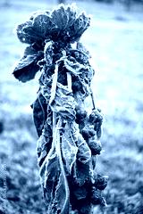 preview cold