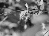 preview bw