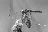 preview bw