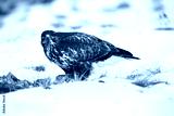 preview cold