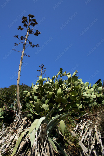 image to crop