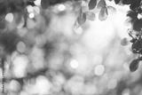 preview bw
