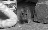 preview bw