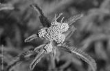 preview bw