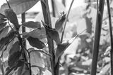 preview bw