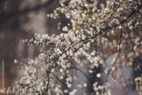 preview original