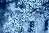 preview cold