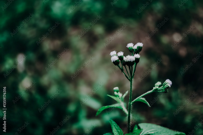 image to crop