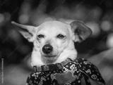 preview bw