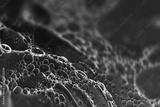 preview bw