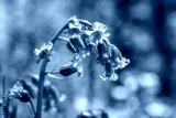 preview cold
