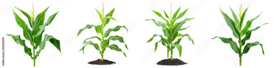 image to crop