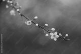 preview bw