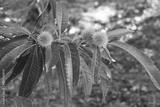 preview bw