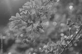 preview bw
