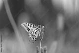 preview bw