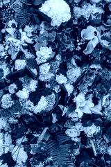 preview cold