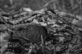 preview bw