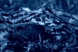 preview cold