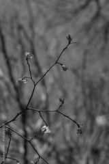 preview bw