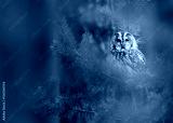 preview cold