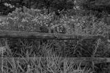 preview bw
