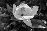 preview bw
