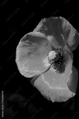 preview bw