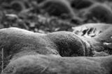 preview bw