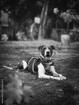 preview bw