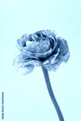 preview cold