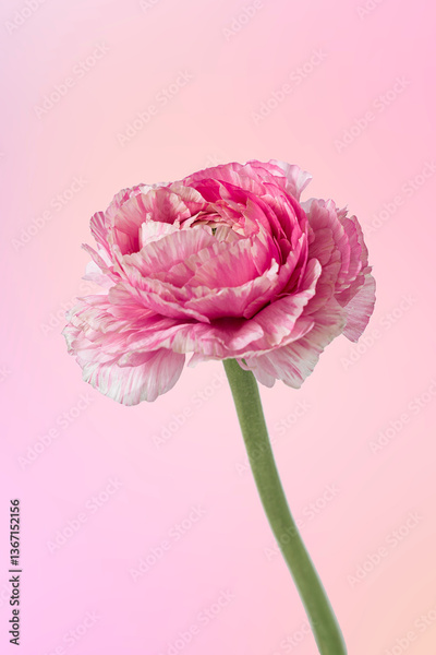 image to crop