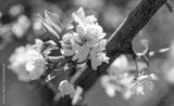 preview bw