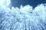 preview cold