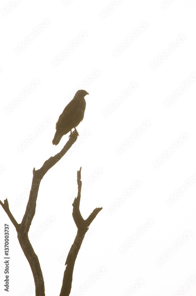image to crop