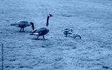 preview cold