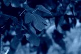 preview cold